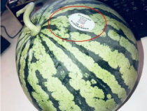 网红吃瓜免费入口,带你畅游娱乐圈幕后风云